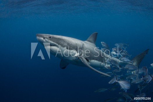 Picture of A large Great White Shark